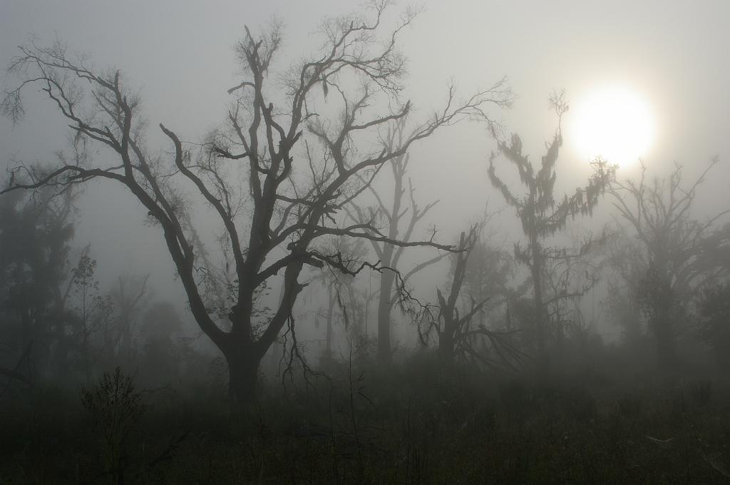 IMGP3865.JPG - Foggy morning, Pentax K100d and Pentax 18-55 kit lens.