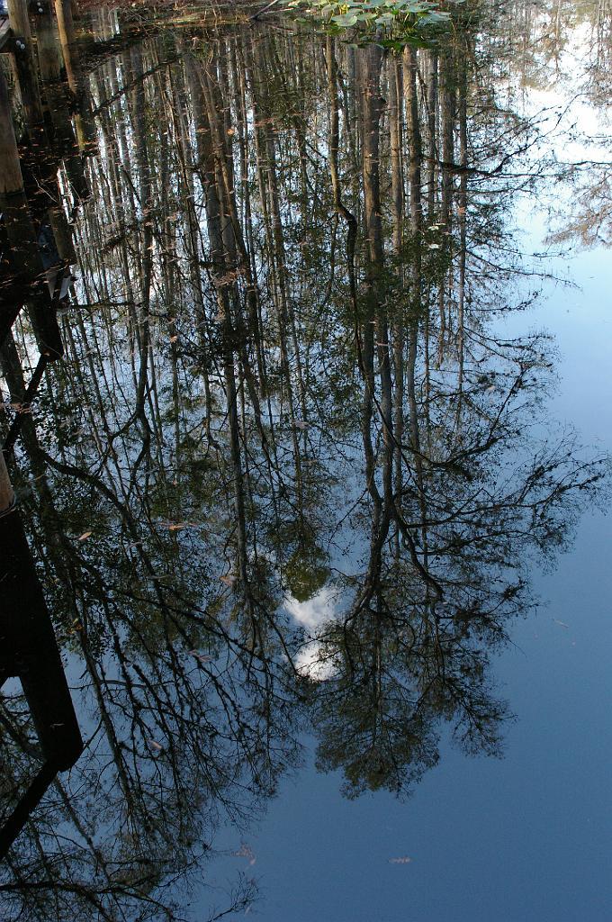 IMGP6762.JPG - No, actually the picture is upside right.  On the left side of the picture you can see pilings coming out of the water, the trees are a reflection.