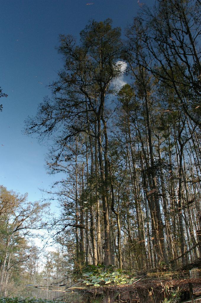 IMGP6763.JPG - This is the view looking up.