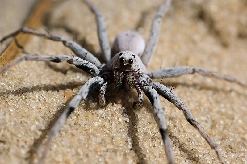 IMGP2735a.JPG - Burrowing Wolf Spider  (Geolycosa xera archboldi) Archbold Biological Station Lake Placid