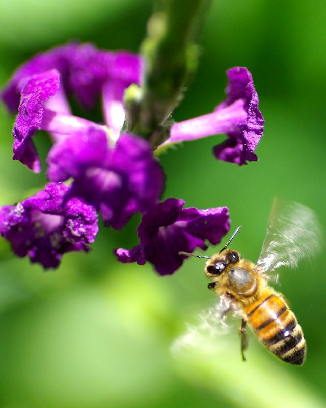 bee4.jpg - Honeybee in flight, Sebring FL, K20d and Kiron 105mm macro