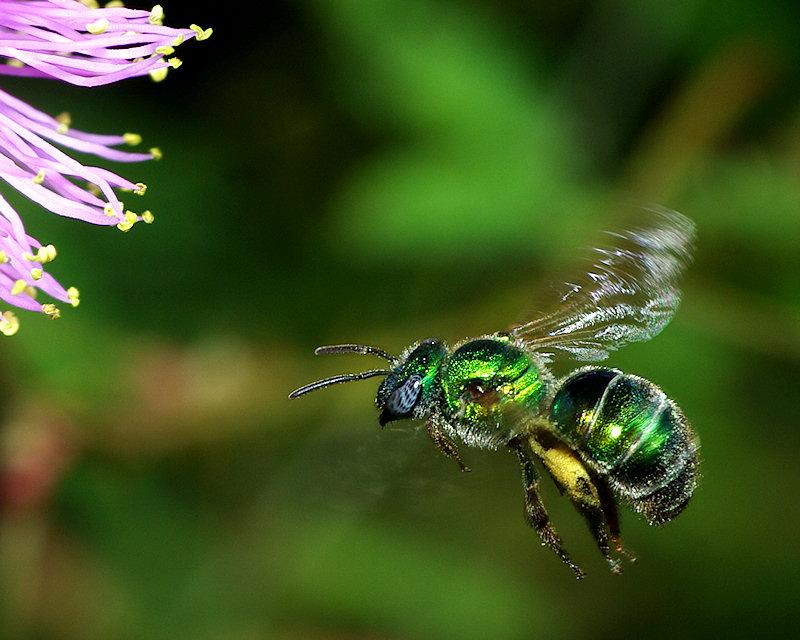 flight5.jpg - Halcid Bee, probably Augochlora pura, Lake Placid Florida