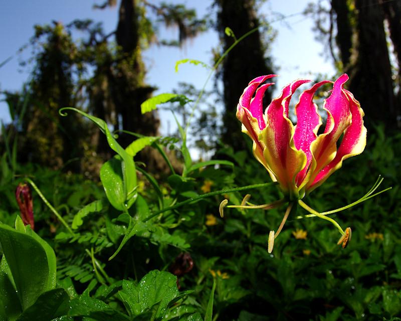 IMGP0276small.JPG - Gloriosa Lily or Flame Lily