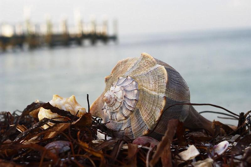 IMGP6271.jpg - Shells on Charlotte Harbor FL, K100d and 18-55mm kit lens.