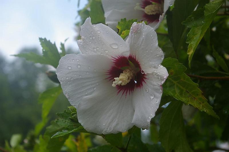 IMGP6567.JPG - Rose of Sharon, K100d and 18-55mm kit lens.