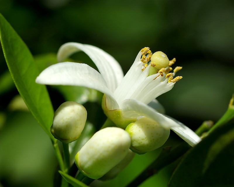 orangeblossom2.jpg - Orange Blossom