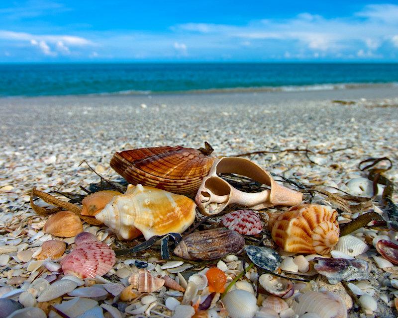 shells1.jpg - This seems to be a new theme for summer vacations.  Pentax k20d and 10-17mm fisheye lens.