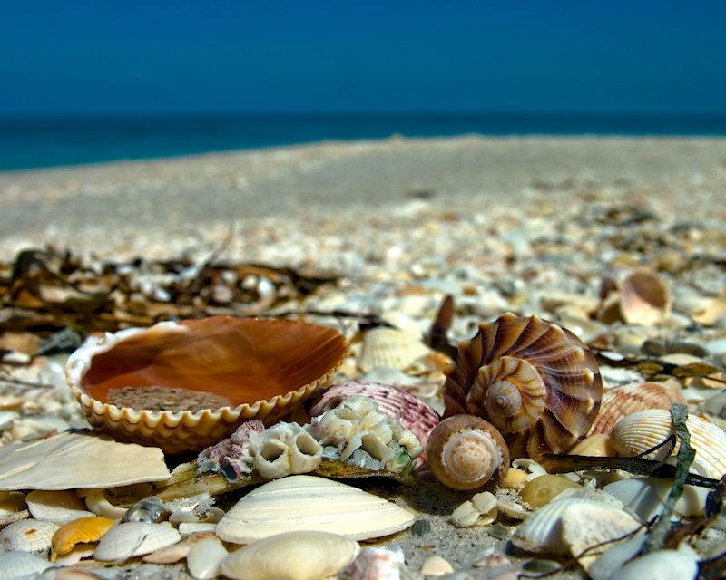 shells2.jpg - Pentax K20d and Sigma 24-60mm EX f/2.8