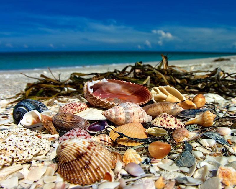 shells3.jpg - K20d and Pentax 10-17mm fisheye lens.  The close focusing power of this lens makes it a near macro and the ability to capture colors is extraordinary.