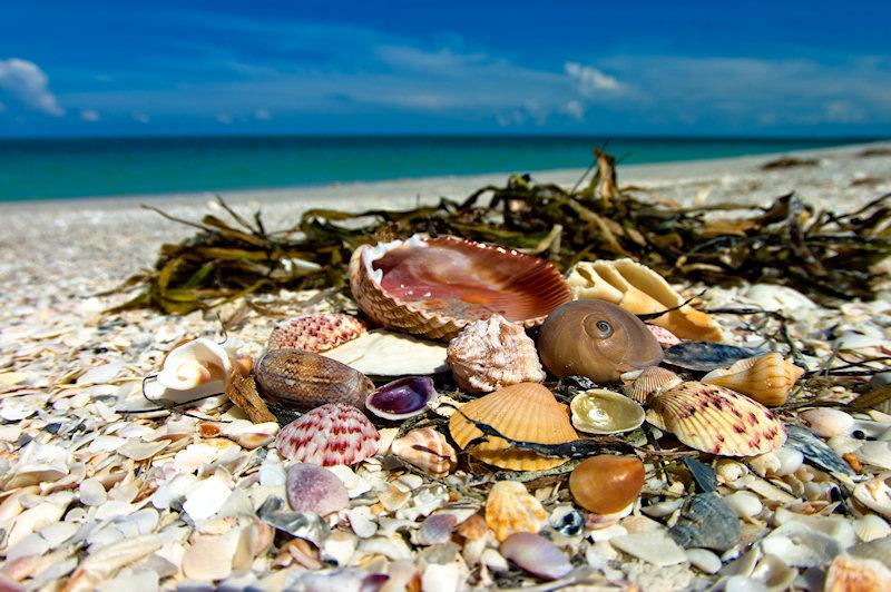 shells4.jpg - K20d and Pentax 10-17mm fisheye lens.  The close focusing power of this lens makes it a near macro and the ability to capture colors is extraordinary.
