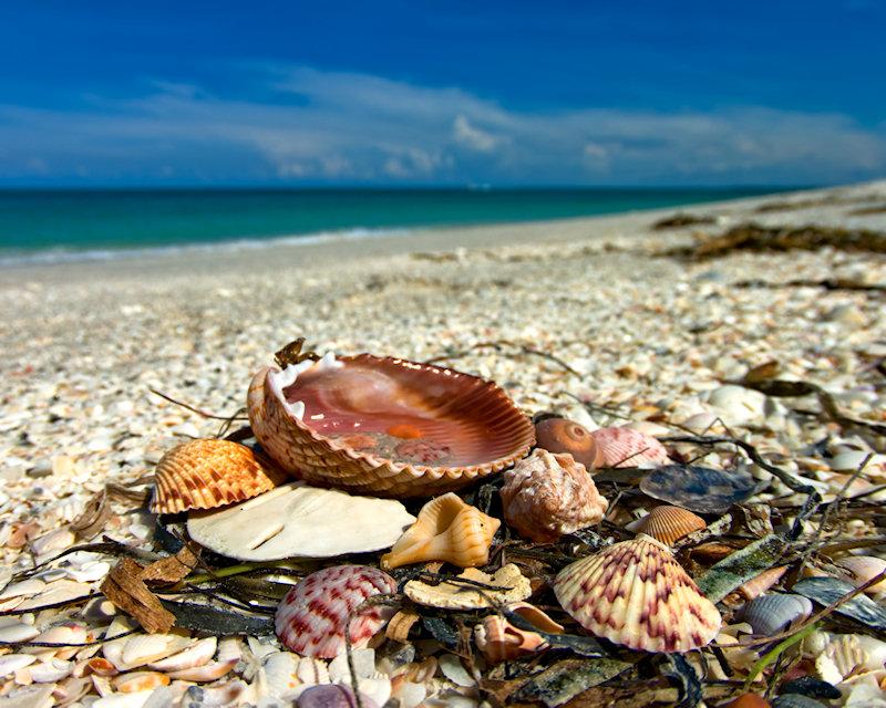shells5.jpg - K20d and Pentax 10-17mm fisheye lens.  The close focusing power of this lens makes it a near macro and the ability to capture colors is extraordinary.