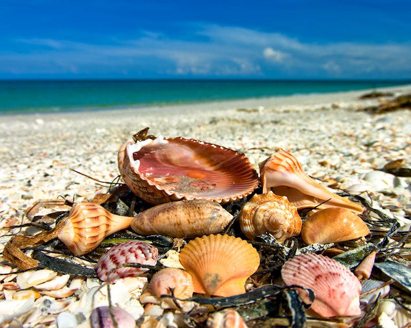 shells6.jpg - K20d and Pentax 10-17mm fisheye lens.  The close focusing power of this lens makes it a near macro and the ability to capture colors is extraordinary.