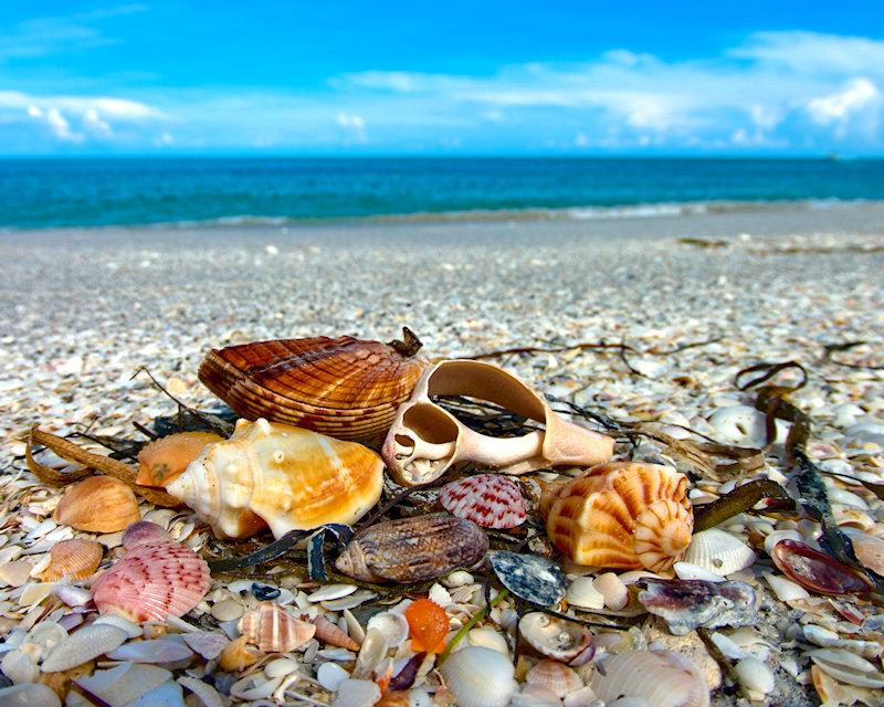 shells7.jpg - K20d and Pentax 10-17mm fisheye lens.  The close focusing power of this lens makes it a near macro and the ability to capture colors is extraordinary.