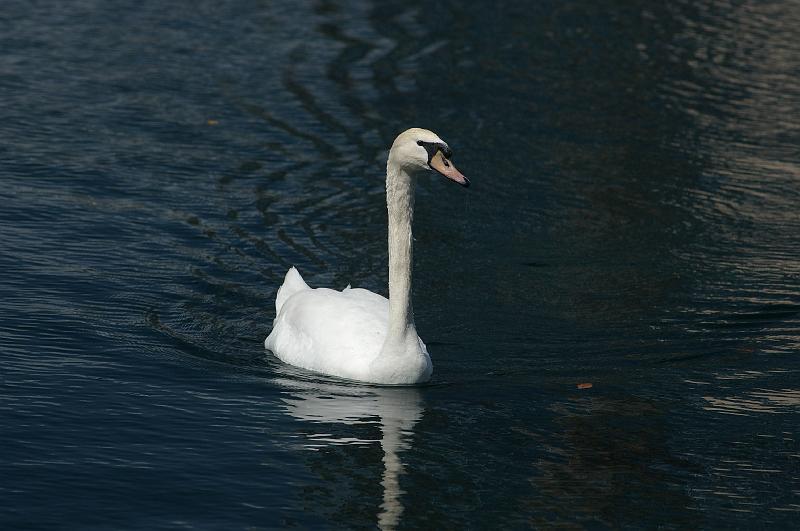 IMGP0422.JPG - Swan in a park in downtown Orlando.  Photo taken with a Tamron SP 180mm f/2.5 lens.