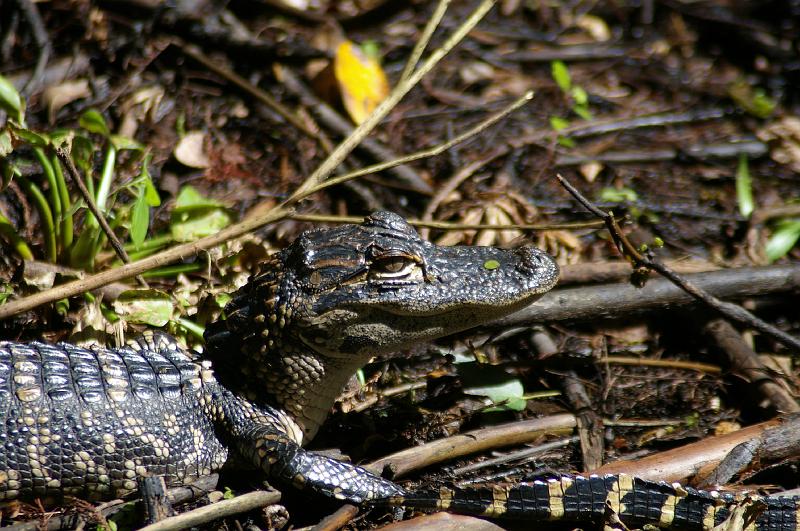IMGP1148.JPG - These very young gators were at Highlands Hammock State Park.  I wish I could claim this shot but it was actually my wife.  K100d and the Sigma 70-300mm auto focus lens.
