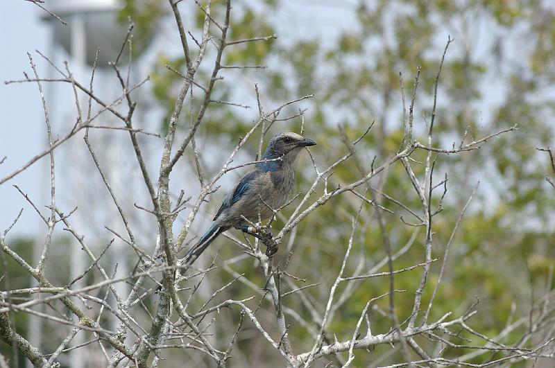 IMGP3551.JPG - Florida's endangered scrub jay.