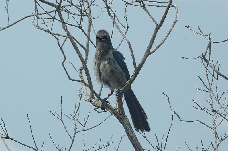 IMGP3772.JPG - Scrub Jay.   Biologists track these birds using the leg bands.