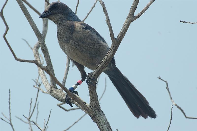 IMGP3777.JPG - Scrub Jay.