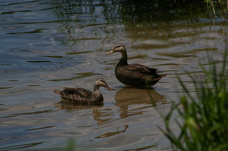 IMGP4491.JPG - Florida Mottled Ducks.