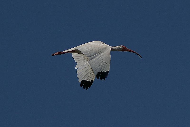 IMGP4509a.JPG - Ibis in flight.