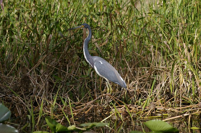 IMGP4861.JPG - Tricolored Heron Arbuckle Creek Sebring FL.  K100d and Sigma 70-300mm.