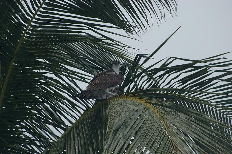 IMGP4946.JPG - Osprey, Gasparilla Island FL.  K100 and Tokina 100-300mm f/4 manual focus lens.