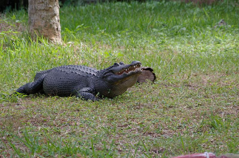 IMGP5019.JPG - Florida's back yard pest.