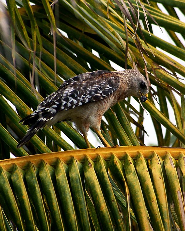 IMGP5407a.JPG - Red Shouldered Hawk, Gasparilla Island FL