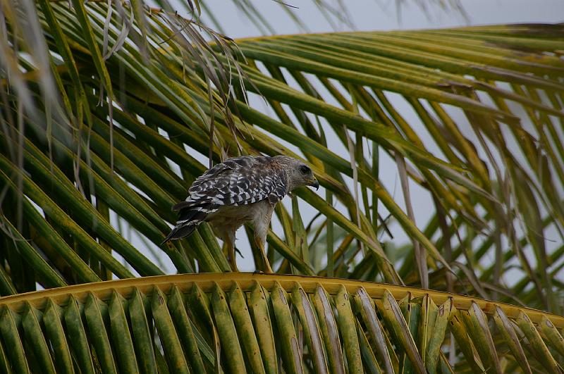 IMGP5414.JPG - Red Shouldered Hawk, Gasparilla Island FL.  K100d and Tokina 100-300mm f/4 manual focus lens.