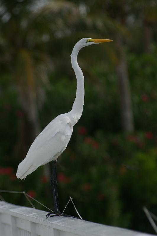 IMGP5652.JPG - Great egret, Gasparilla Island FL.  K100d and Tokina 100-300mm f/4 manual focus lens.