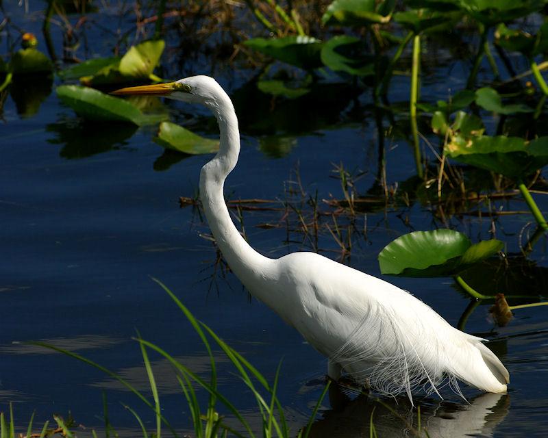 IMGP5709crpSM.JPG - Great Egret, with breeding plumage, West Palm Beach FL.