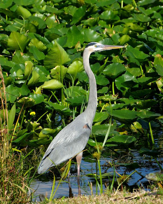 IMGP5726crpSM.JPG - Great Blue Heron, West Palm Beach FL.