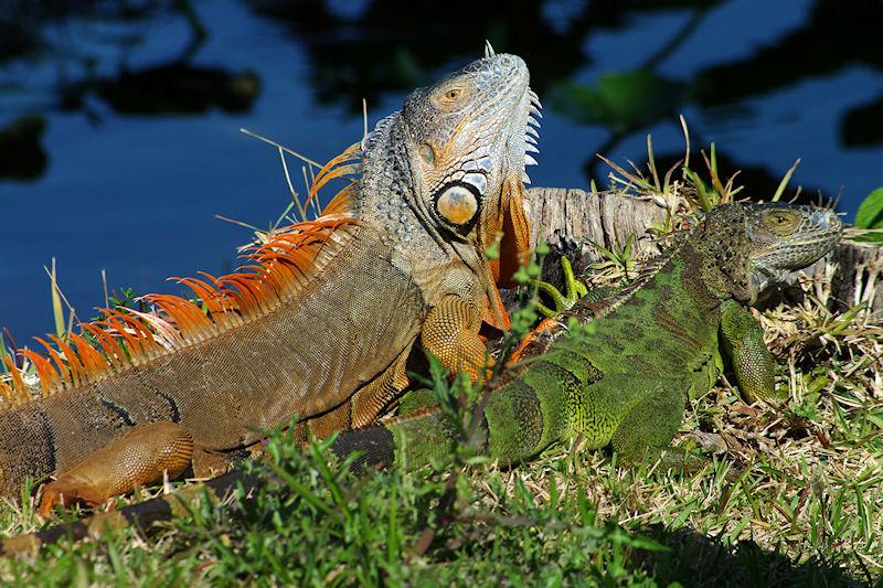 IMGP5946aSM.JPG - Green Iguanas.  Certainly among the most imposing herbivores I have met, I would not want to wrestle with one of the big males.  The adult males change to an orange color as breeding season approaches.