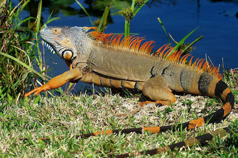 IMGP5973crpSM.JPG - Green Iguana male.