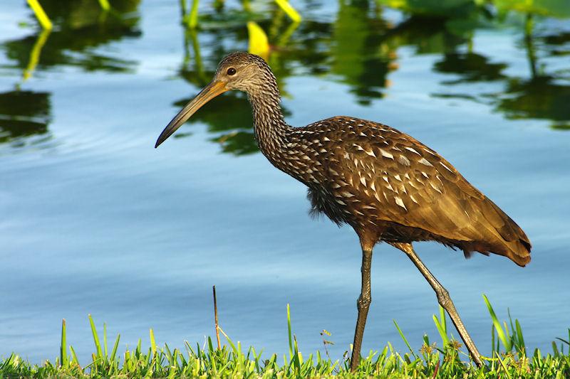 IMGP6125aSM.JPG - Ibis hunting apple snails.