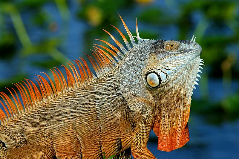 IMGP6255aSM.JPG - Green Iguana (yeah, apparently this guy can't get with the program).  Another non-native species proliferating in Florida.  This guy was nearly six feet from nose to tail.