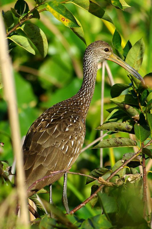 IMGP6290crpSM.JPG - Limpkin, Palm Beach County FL