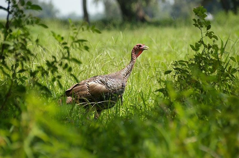 IMGP6430.JPG - Wild Turkey, Arbuckle Creek, Sebring FL.  Sigma 70-300mm APO Super II lens.