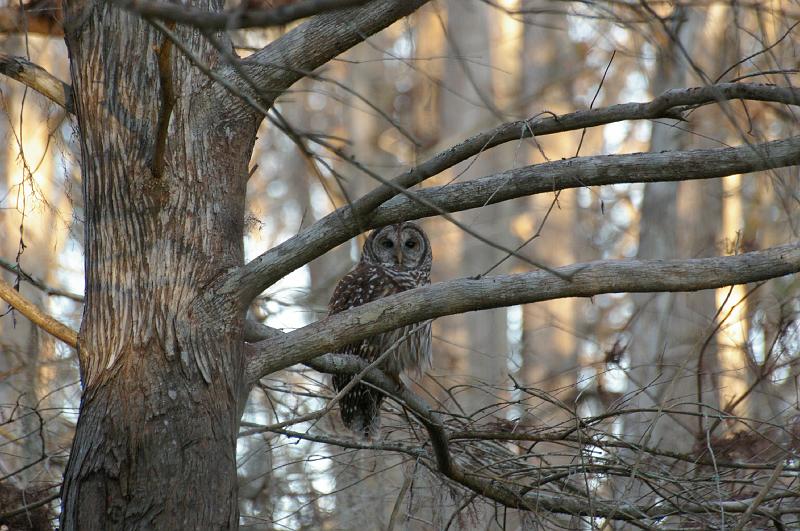 IMGP6593.JPG - Barred Owl in the woods near Arbuckle Creek Sebring FL.  K100d and Sigma 70-300mm