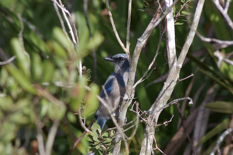 IMGP6630.JPG - Florida scrub jay, a rare and endangered bird.  In the close up you can see that he has been banded.