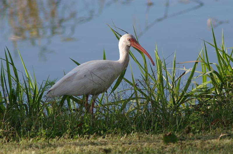 IMGP6665.JPG - White Ibis, Lake Placid FL