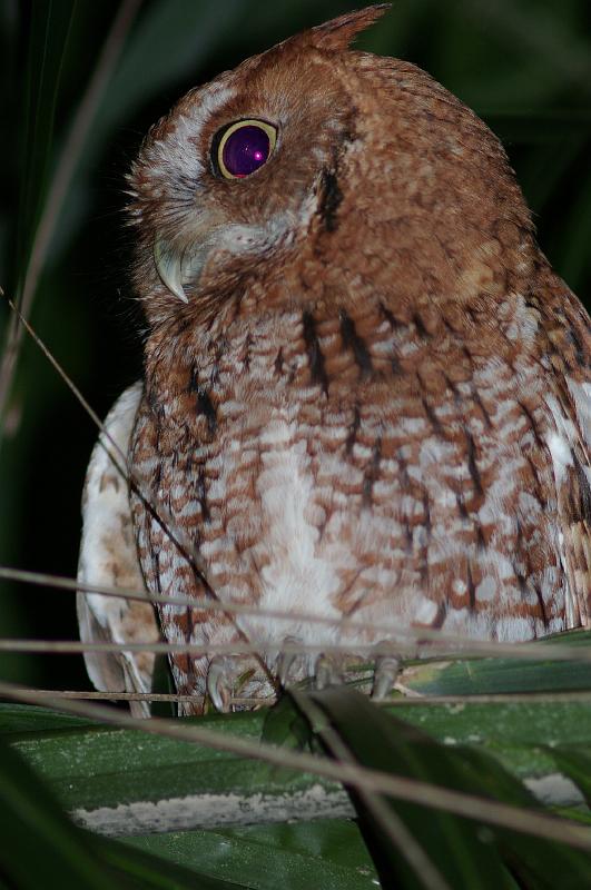 IMGP7658.JPG - These owls were so close that the 300mm Tamron SP f/5.6 was TOO much reach.  For some reason two owls landed in low branches in my neighbor's yard and consented to hang out and be photographed.