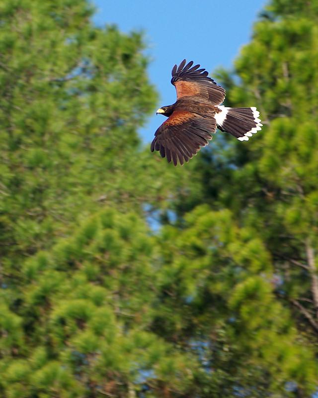 Redshouldered.jpg - Harris Hawk, part of a falconry display.  Gainesville FL.  K10d and Tokina 100-300 f/4 manual focus lens.