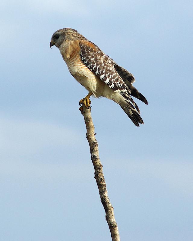 aredshldr1.jpg - Red shouldered Hawk, Lake Istokpoga Florida  K10d and Tamron Adaptall 180mm SP f/2.5