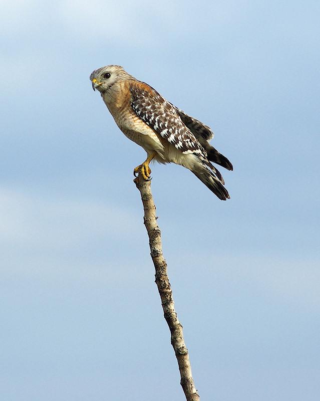 aredshldr2.jpg - Red shouldered Hawk, Lake Istokpoga Florida  K10d and Tamron Adaptall 180mm SP f/2.5