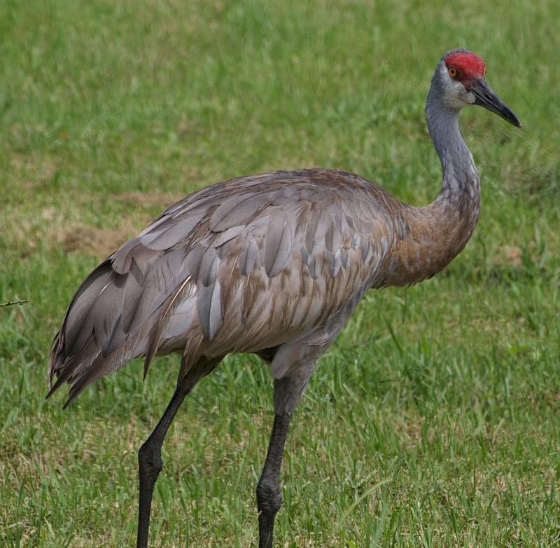 bigbird2.jpg - Sandhill Crane.  Pentax 50-200mm auto focus lens.