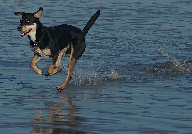 birddog.jpg - Walking on Water