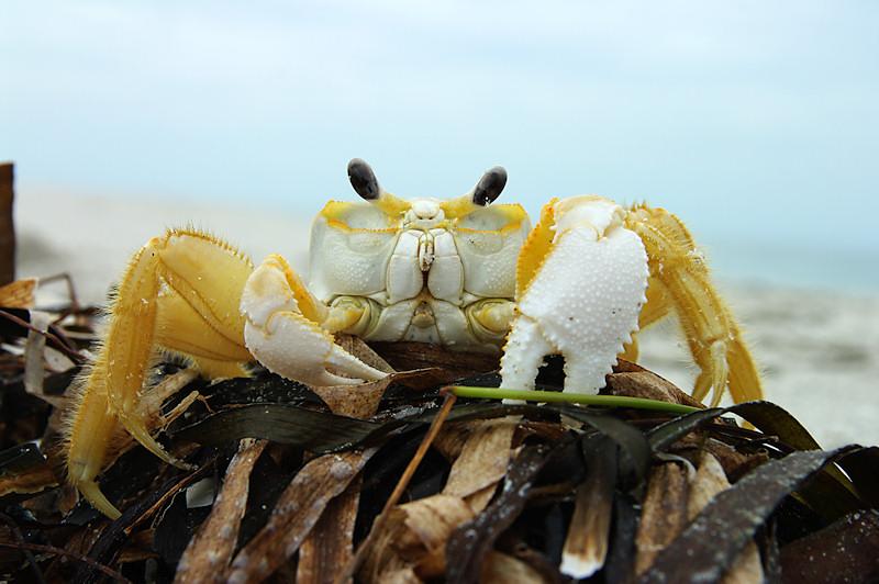 crab.jpg - Avast there Sponge Bob, where be my crabby patties?