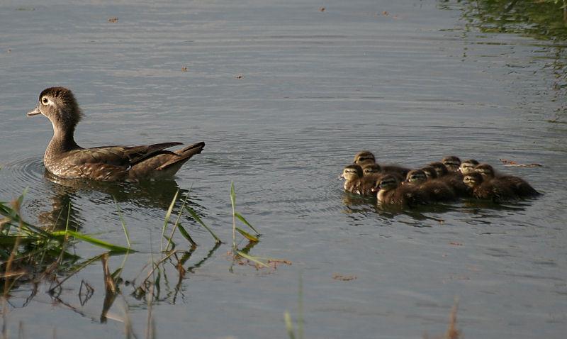 duck3.jpg - Mother wood duck with eleven ducklings in tow, Pentax K100d.