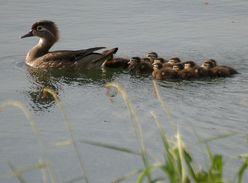 duck4.jpg - Same set.  Lens used was a Tamron Adaptall Manual Focus 300mm f/5.6.